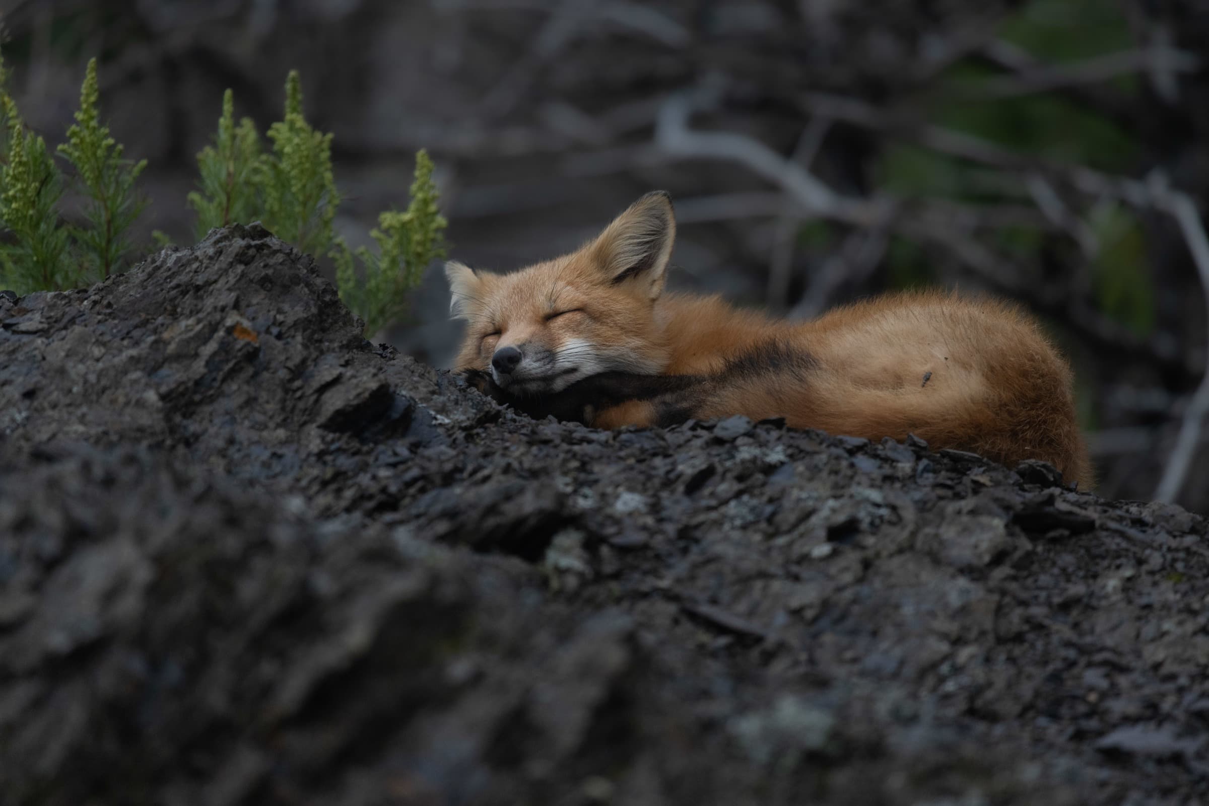Photographie de nature et faune sauvage au Québec