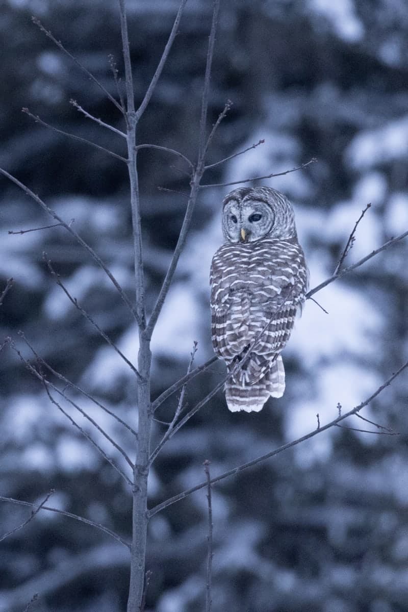 Photo de la série Chouette hibou