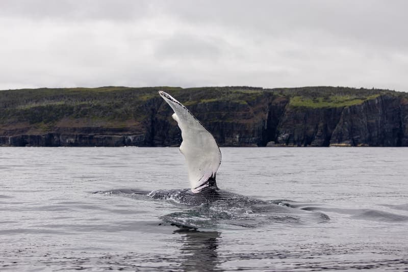 Photo de la série Marins