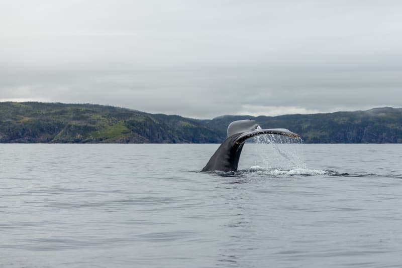 Photo de la série Marins