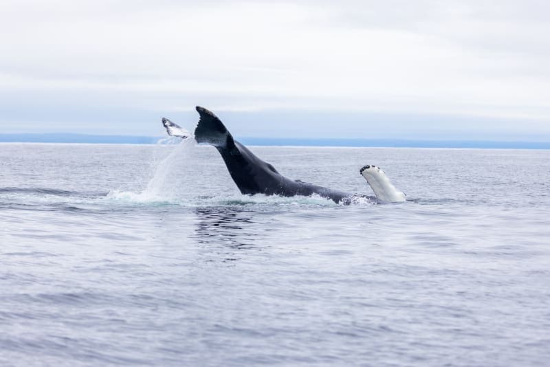 Photo de la série Marins