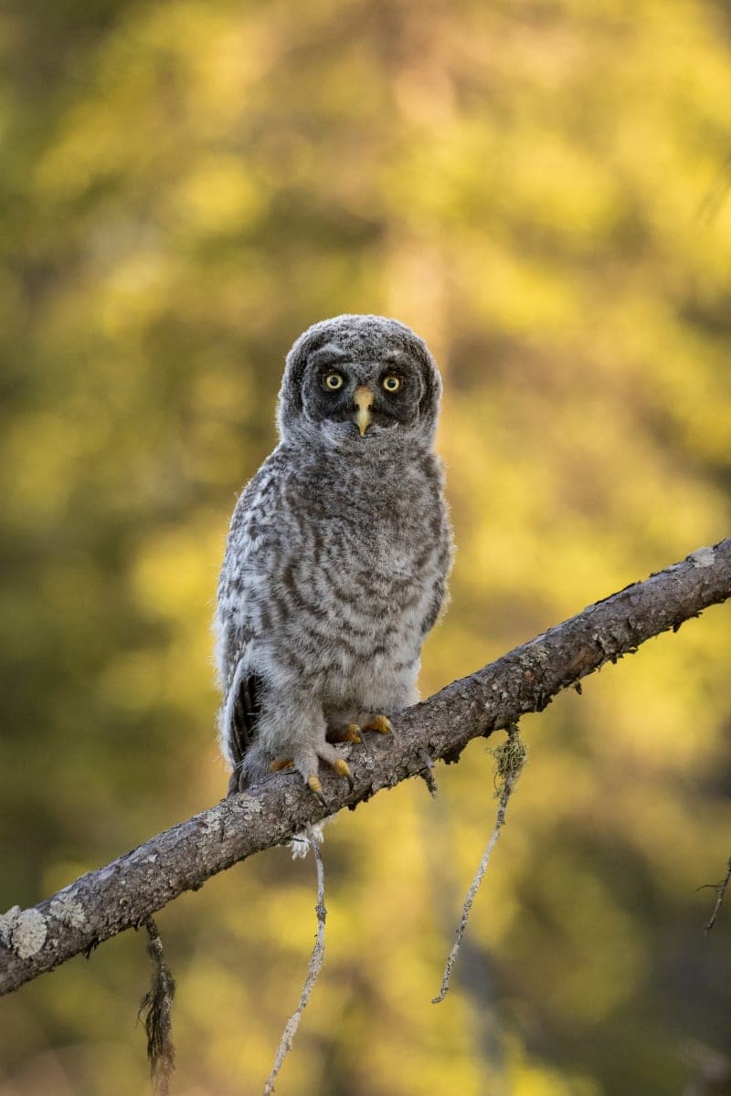 Photo de la série Chouette hibou