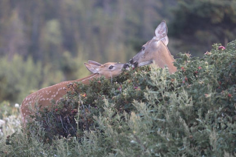 Photo de la série Chevreuil