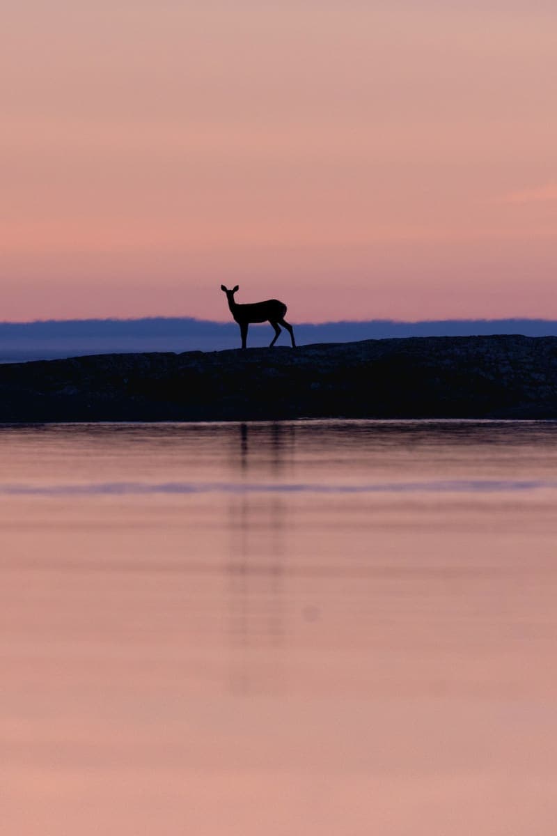 Photo de la série Chevreuil
