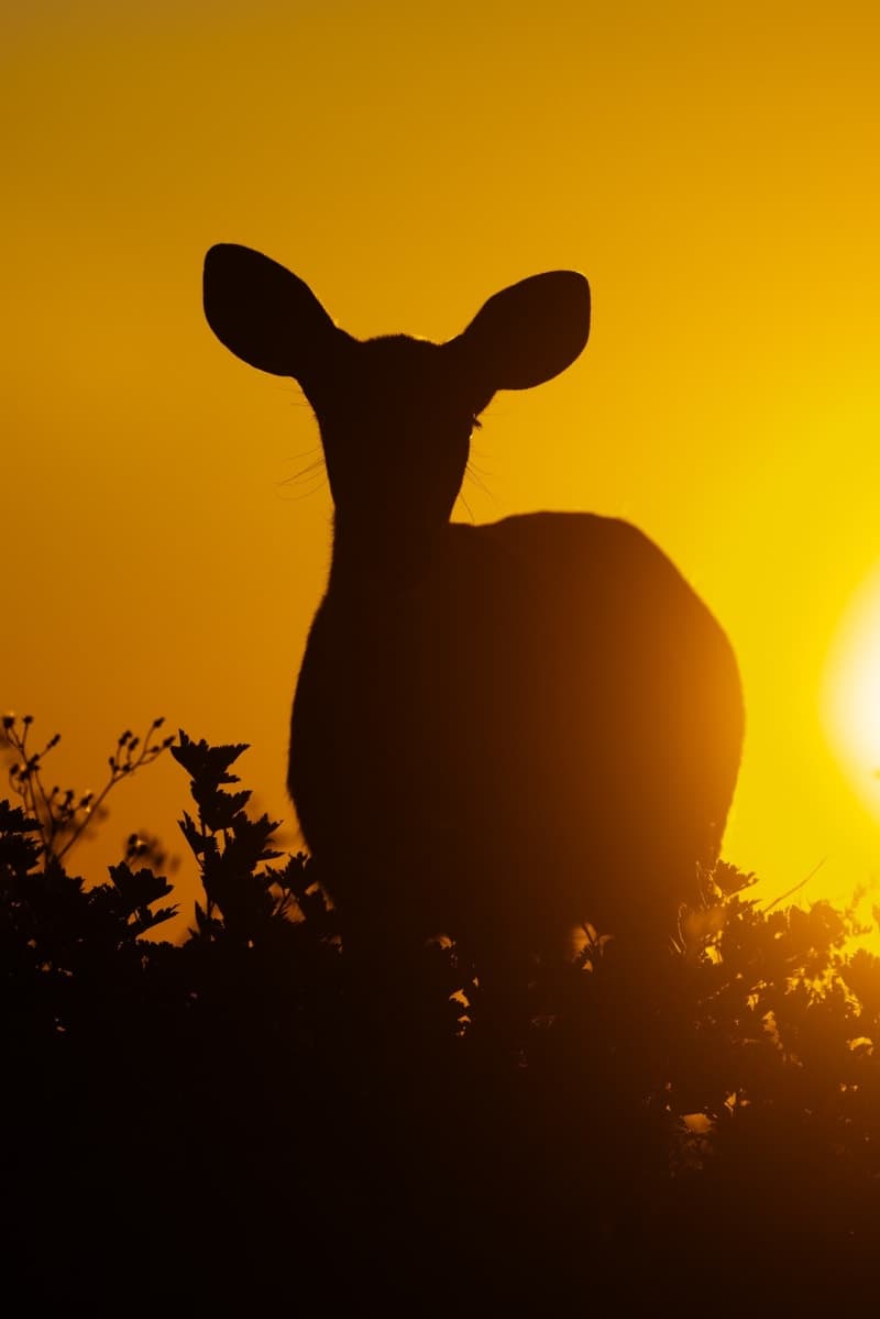 Photo de la série Chevreuil