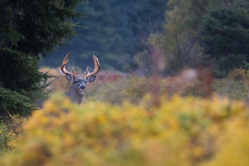 Photo de la série Chevreuil