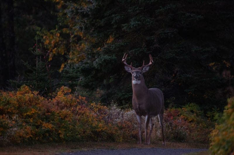 Photo de la série Chevreuil