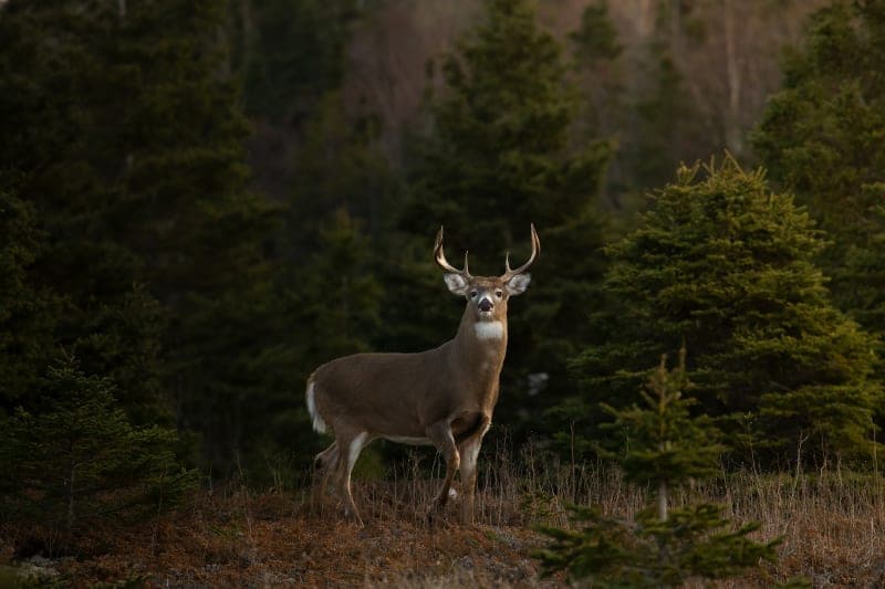 Photo de la série Chevreuil