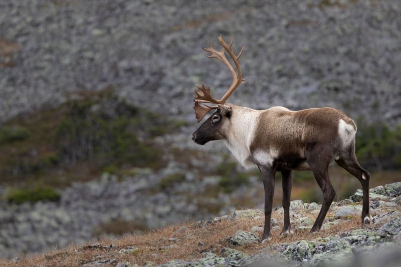 Photo de la série caribou