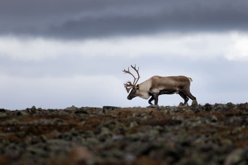 Photo de la série caribou