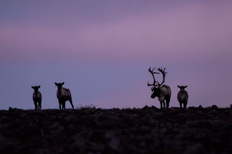 Photo de la série caribou