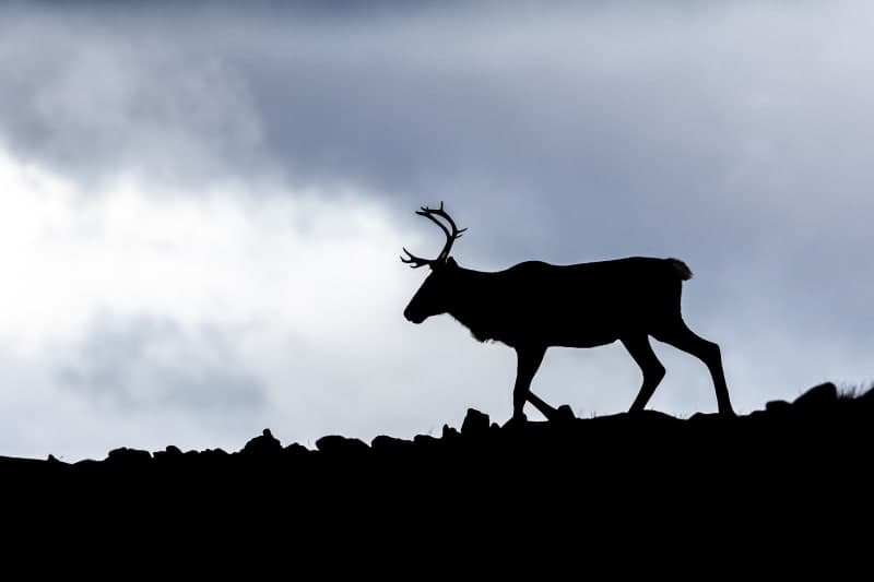 Photo de la série caribou