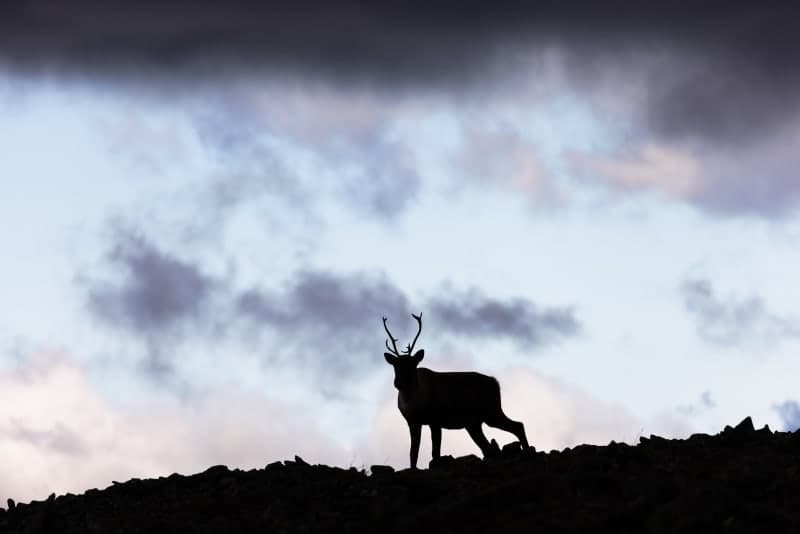 Photo de la série caribou