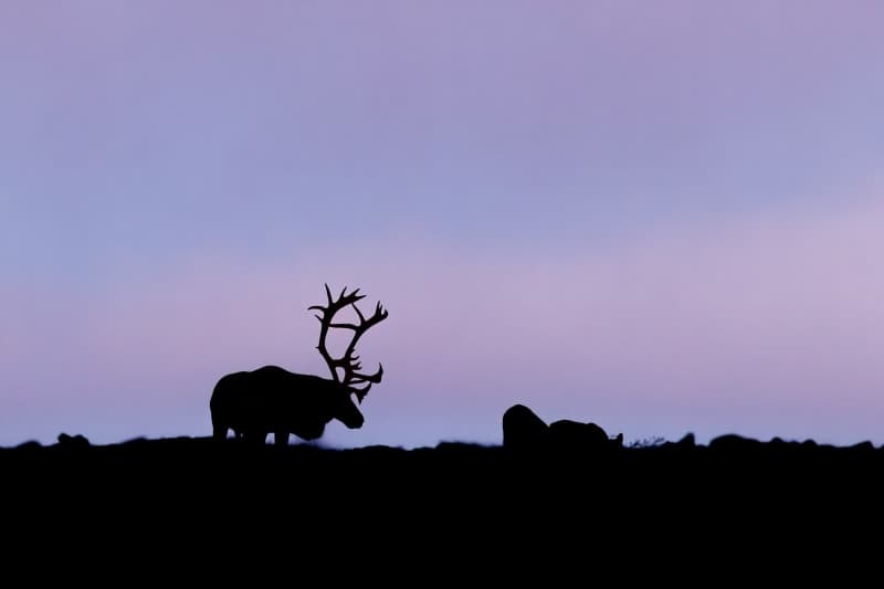 Photo de la série caribou