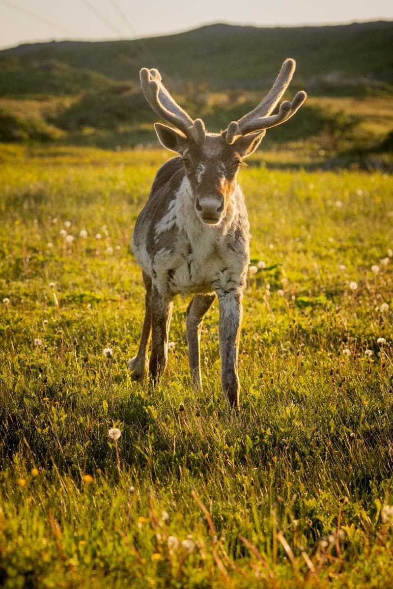 Photo de la série caribou