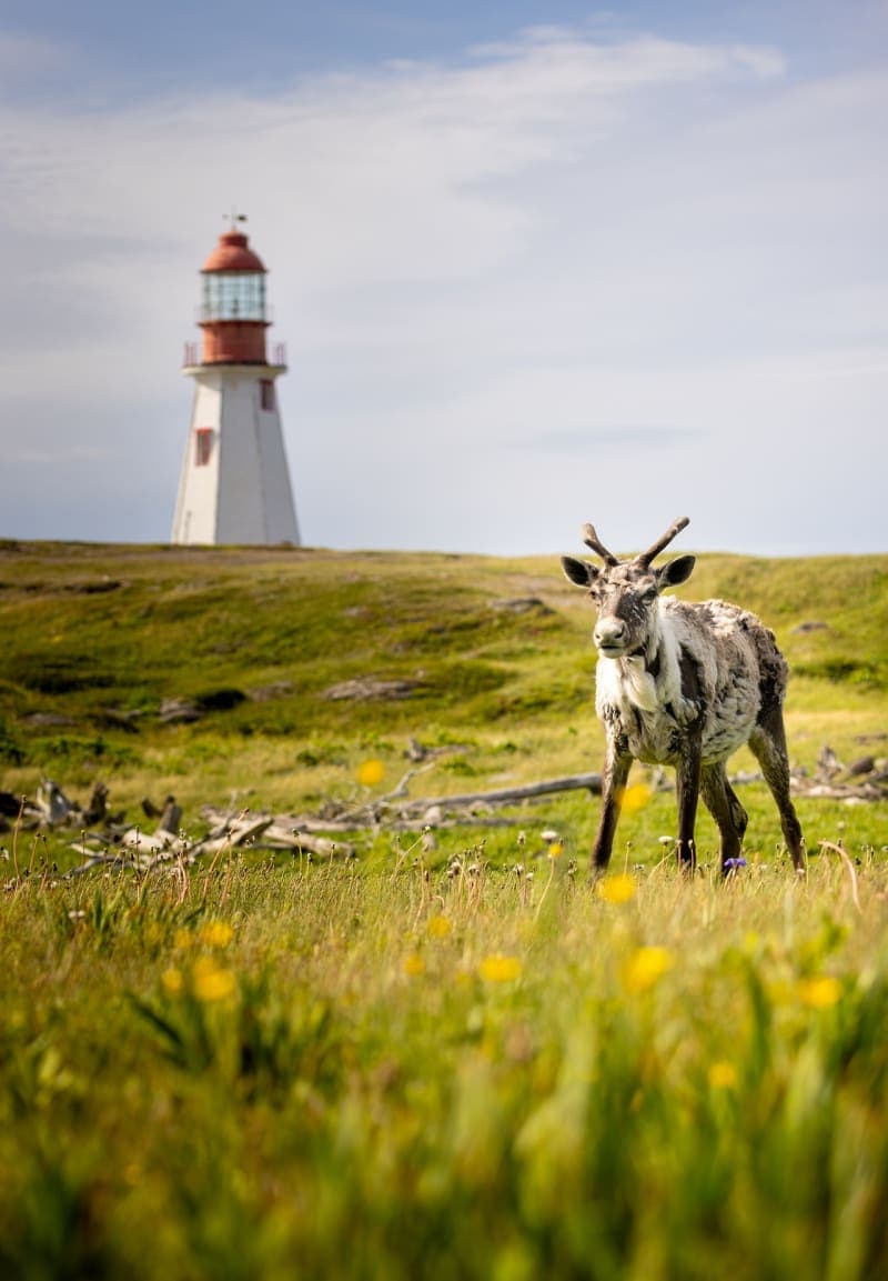 Photo de la série caribou