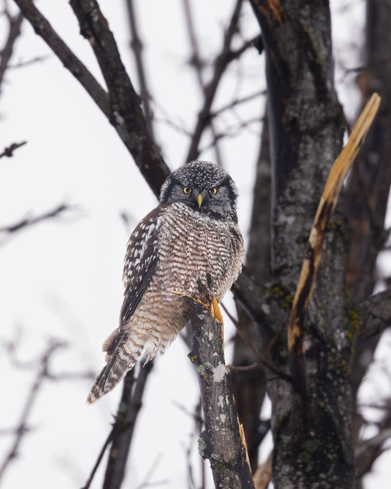 Photo de la série Chouette hibou