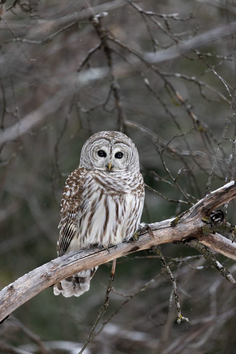 Photo de la série Chouette hibou
