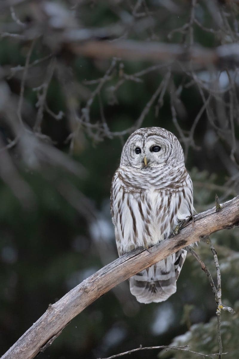 Photo de la série Chouette hibou