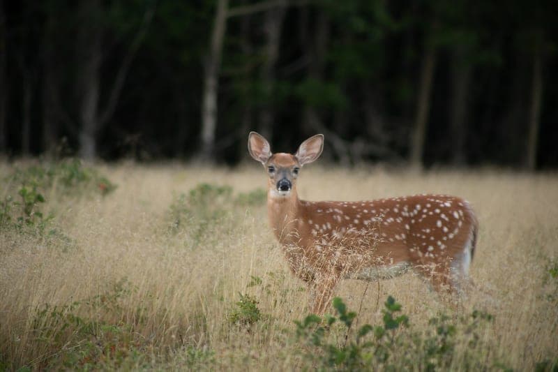 Photo de la série Chevreuil