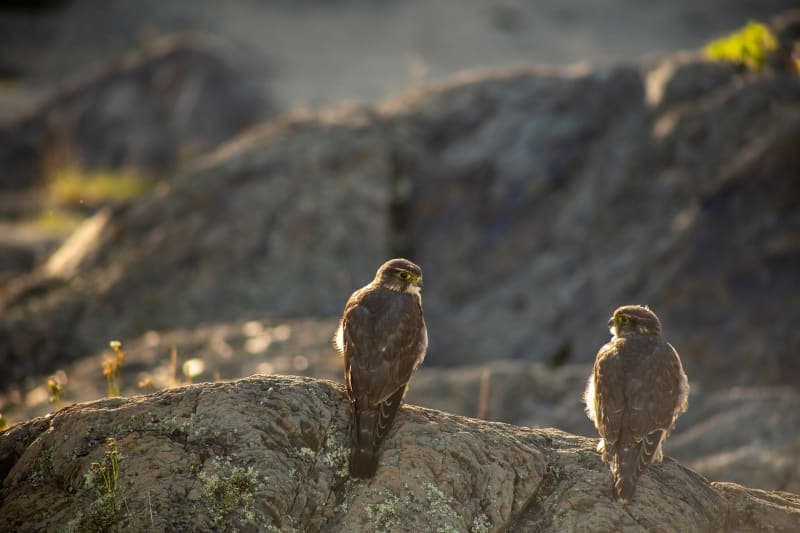 Photo de la série oiseau de proie
