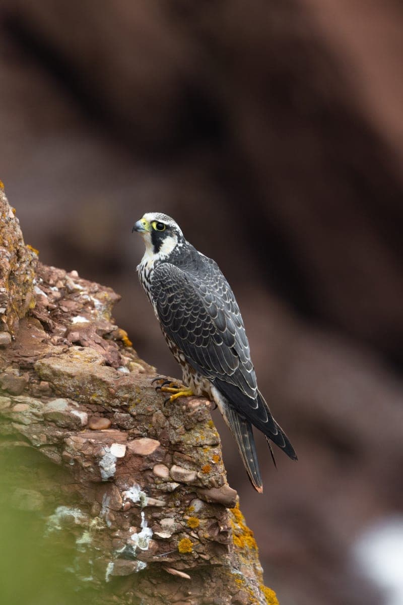 Photo de la série oiseau de proie