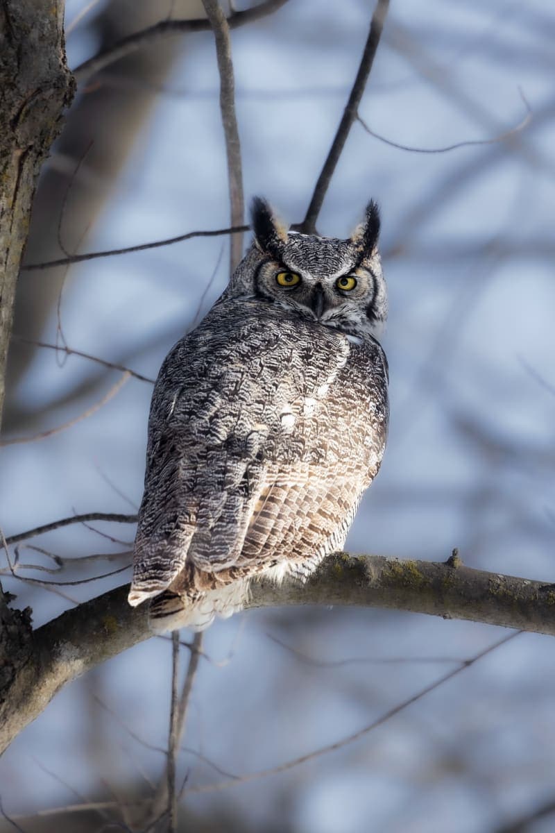 Photo de la série Chouette hibou