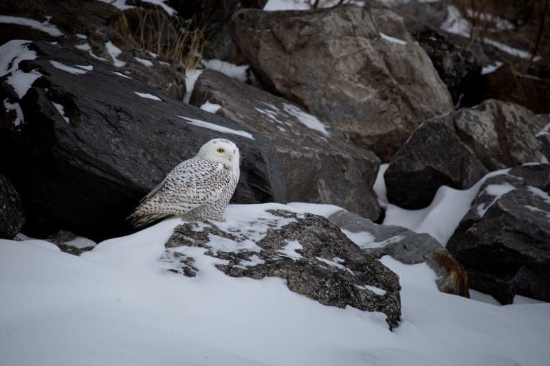 Photo de la série Chouette hibou
