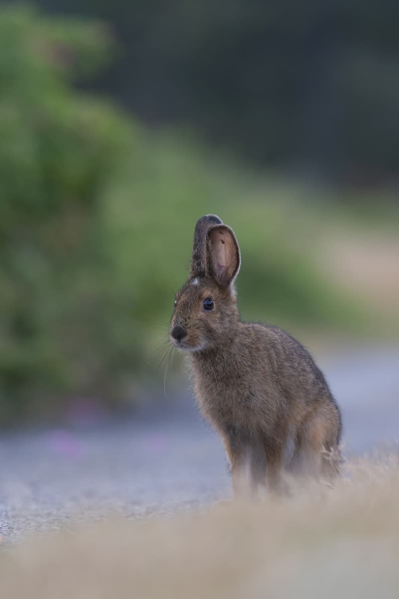 Photo de la série Lievre