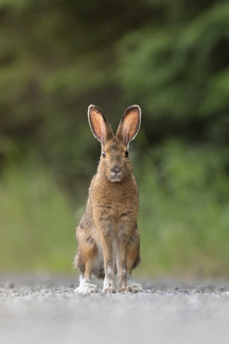 Photo de la série Lievre
