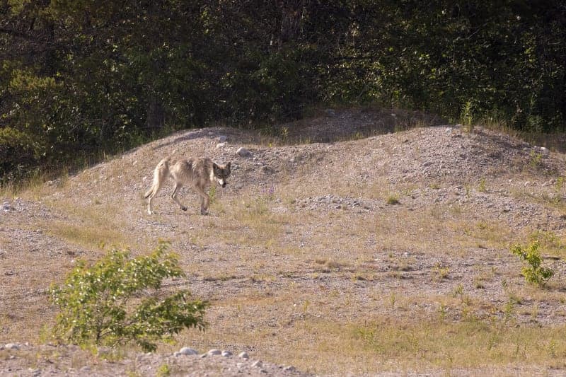 Photo de la série loup