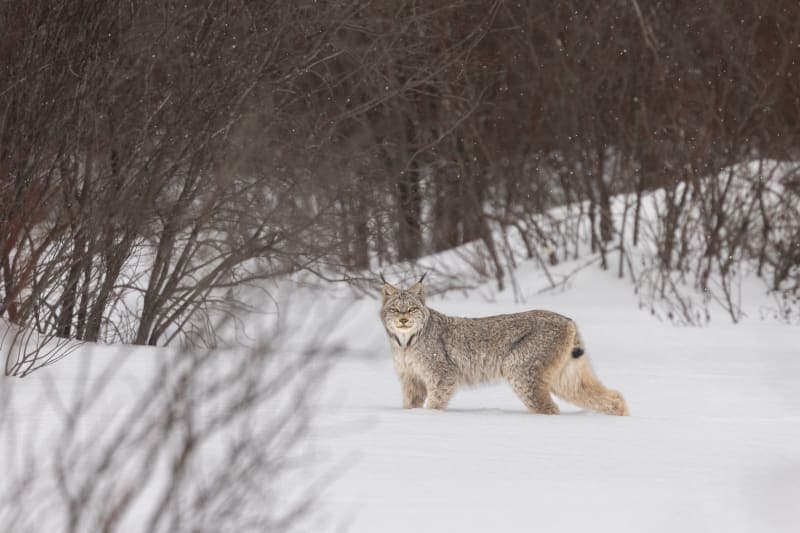 Photo de la série Lynx