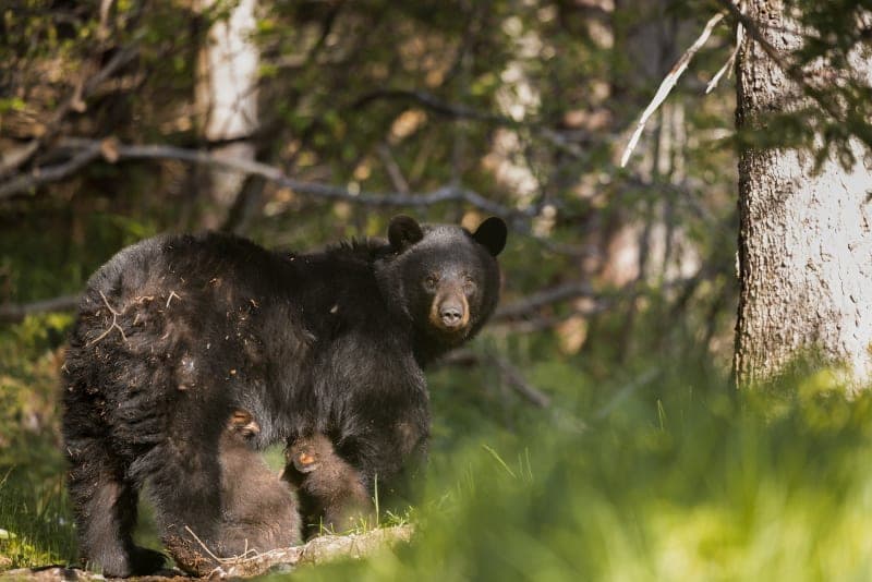 Photo de la série Ours