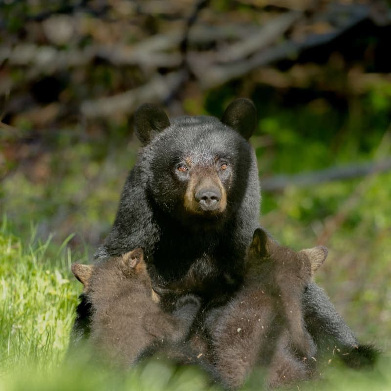 Photo de la série Ours