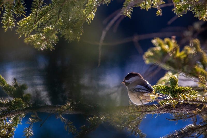Photo de la série Foret