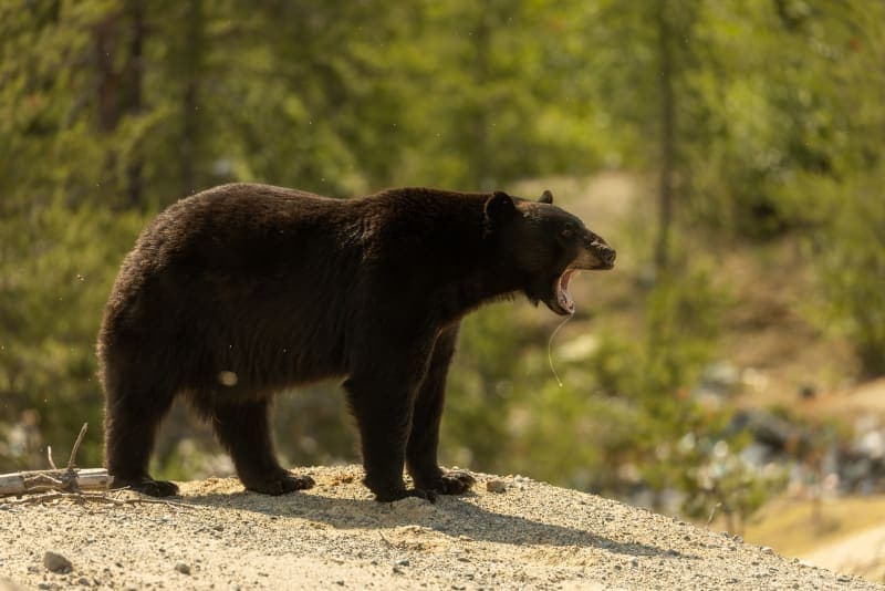 Photo de la série Ours