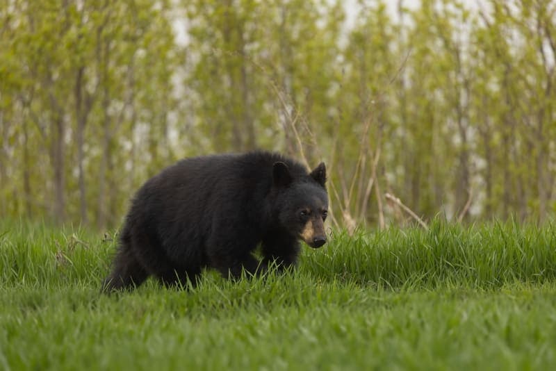 Photo de la série Ours