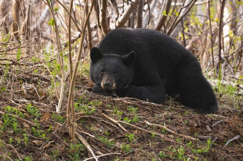 Photo de la série Ours