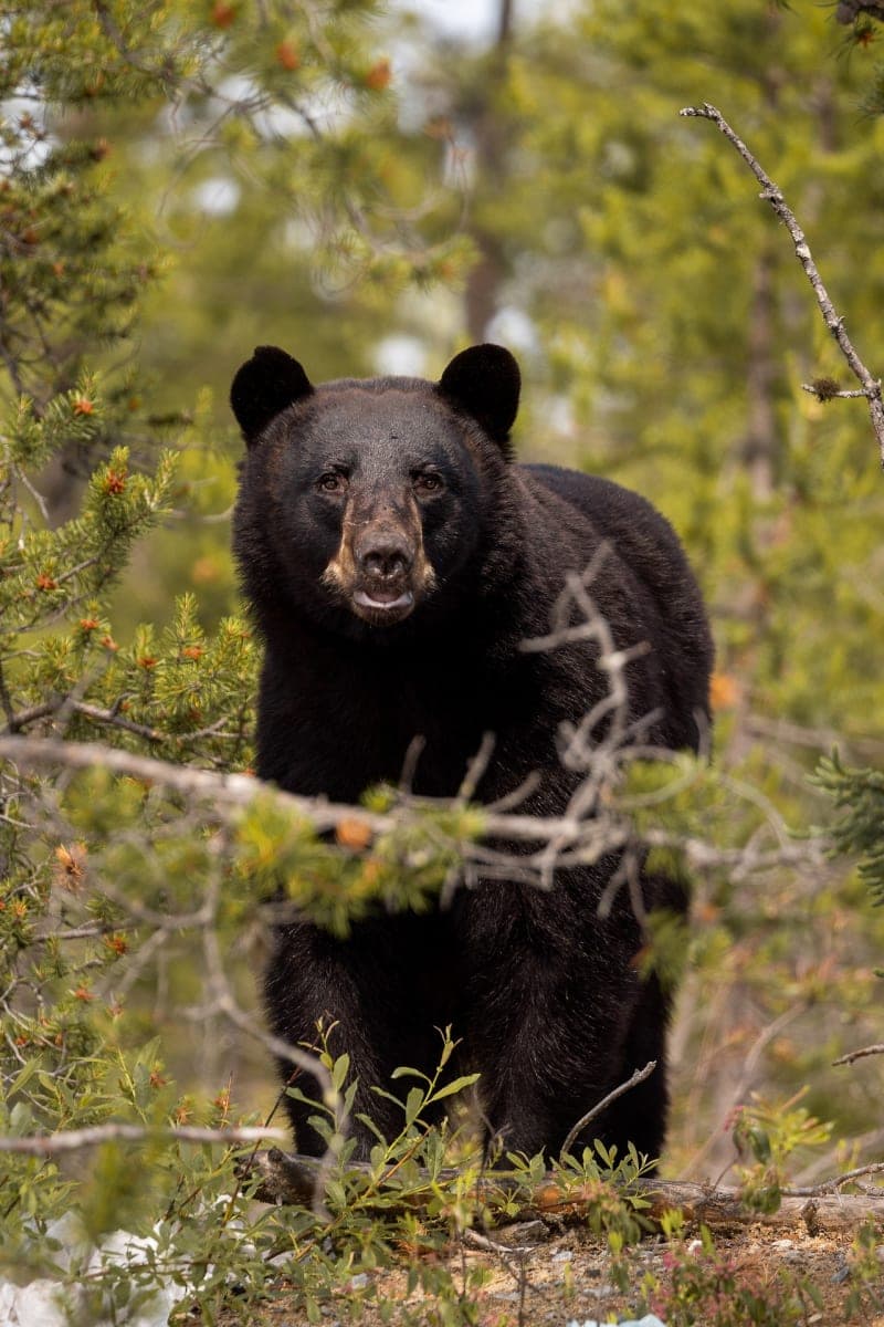 Photo de la série Ours