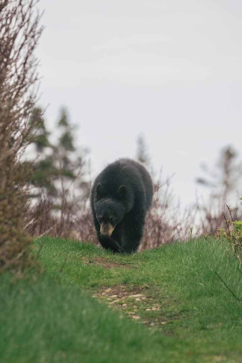 Photo de la série Ours