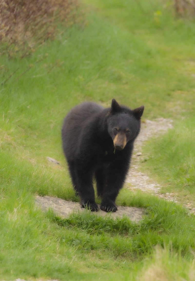 Photo de la série Ours