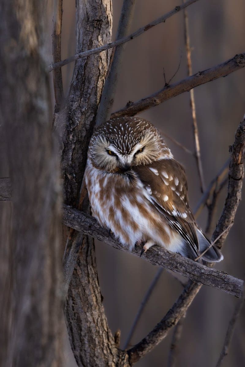 Photo de la série Chouette hibou