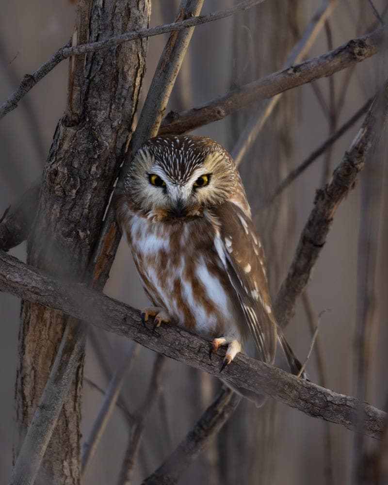 Photo de la série Chouette hibou