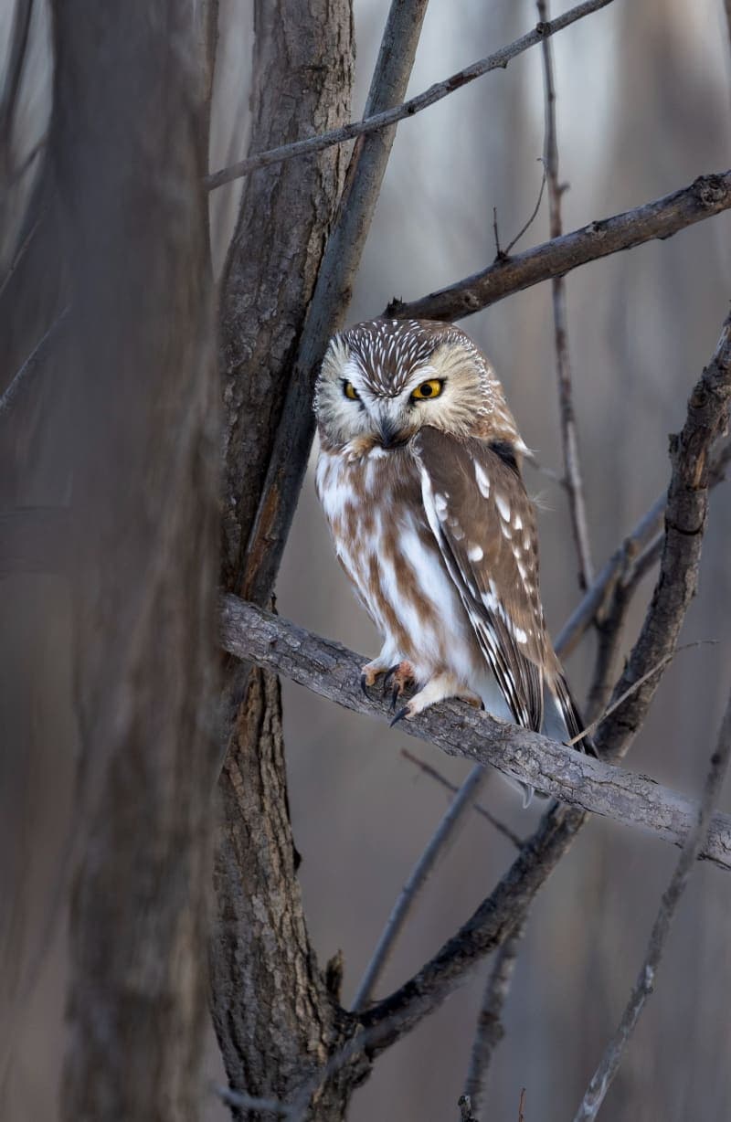 Photo de la série Chouette hibou
