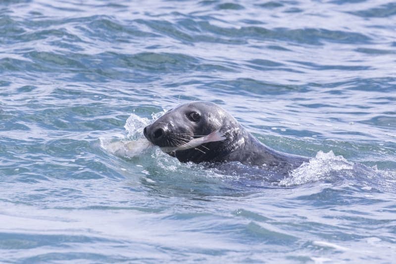 Photo de la série Marins