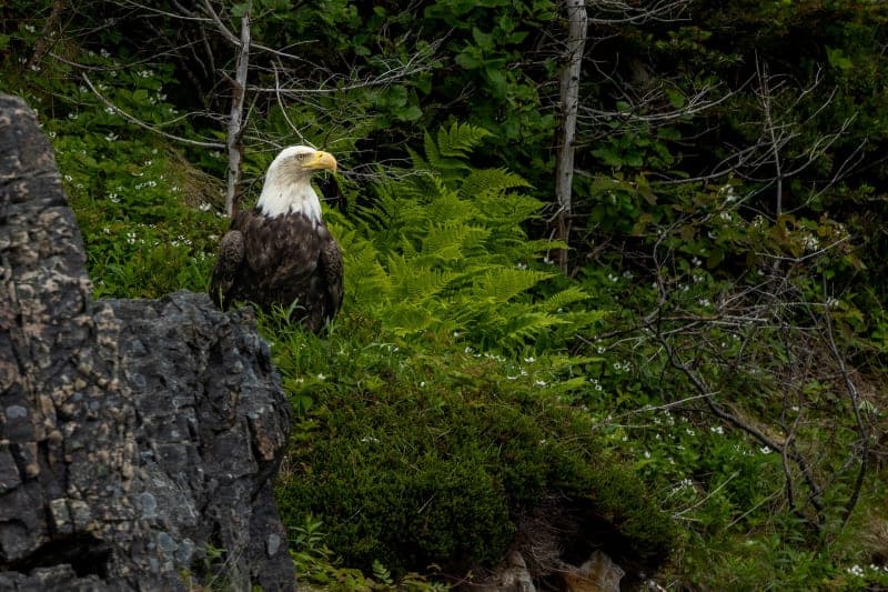 Photo de la série oiseau de proie