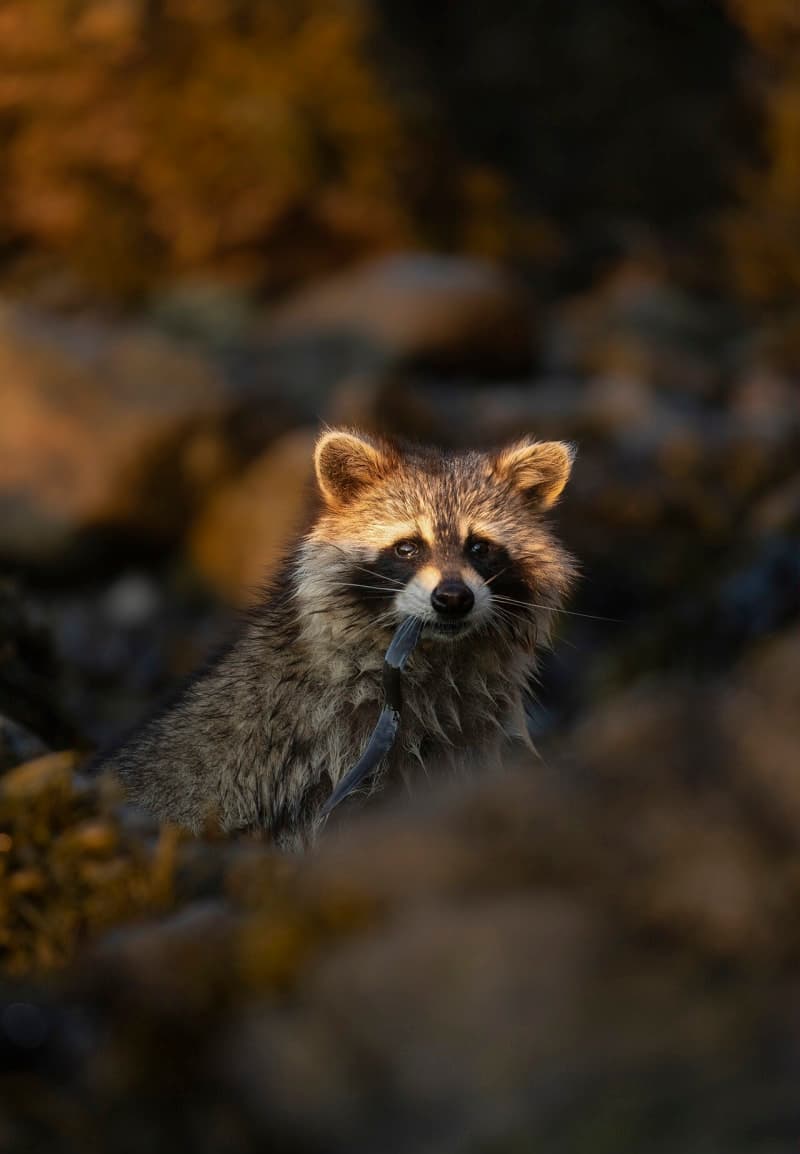 Photo de la série Raton