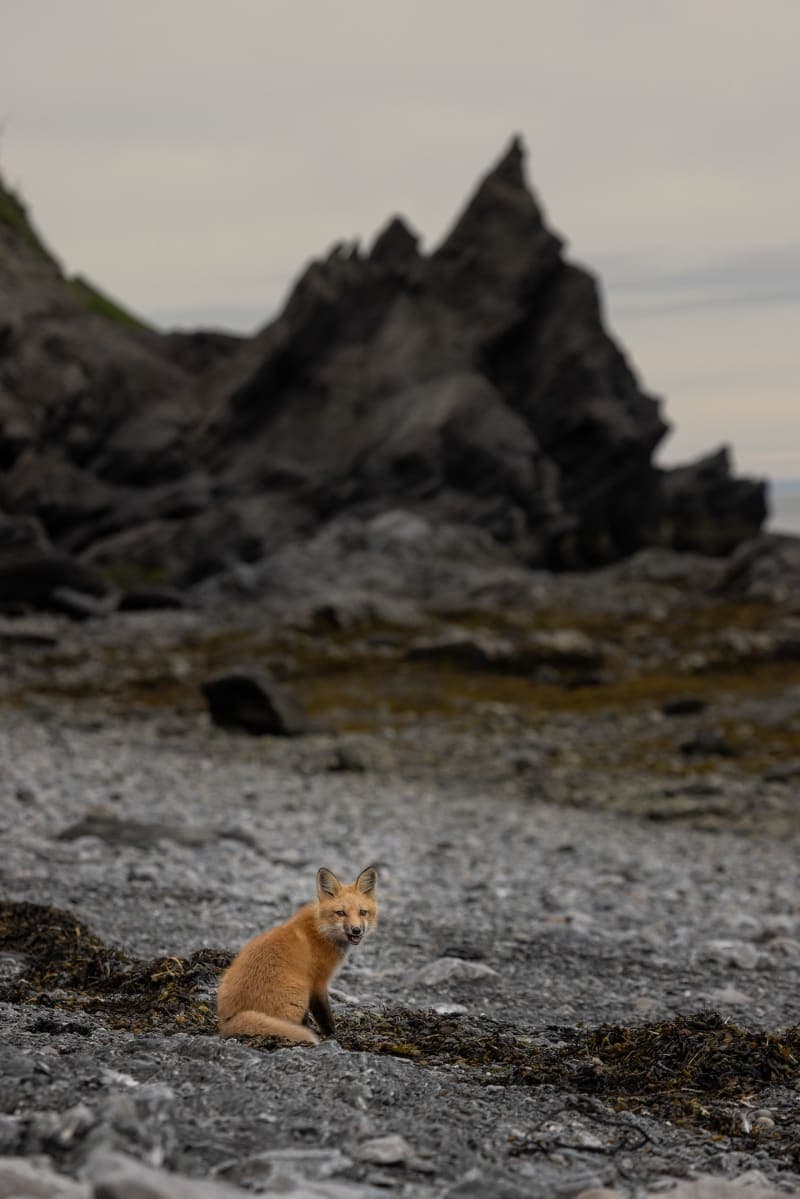 Photo de la série Renards