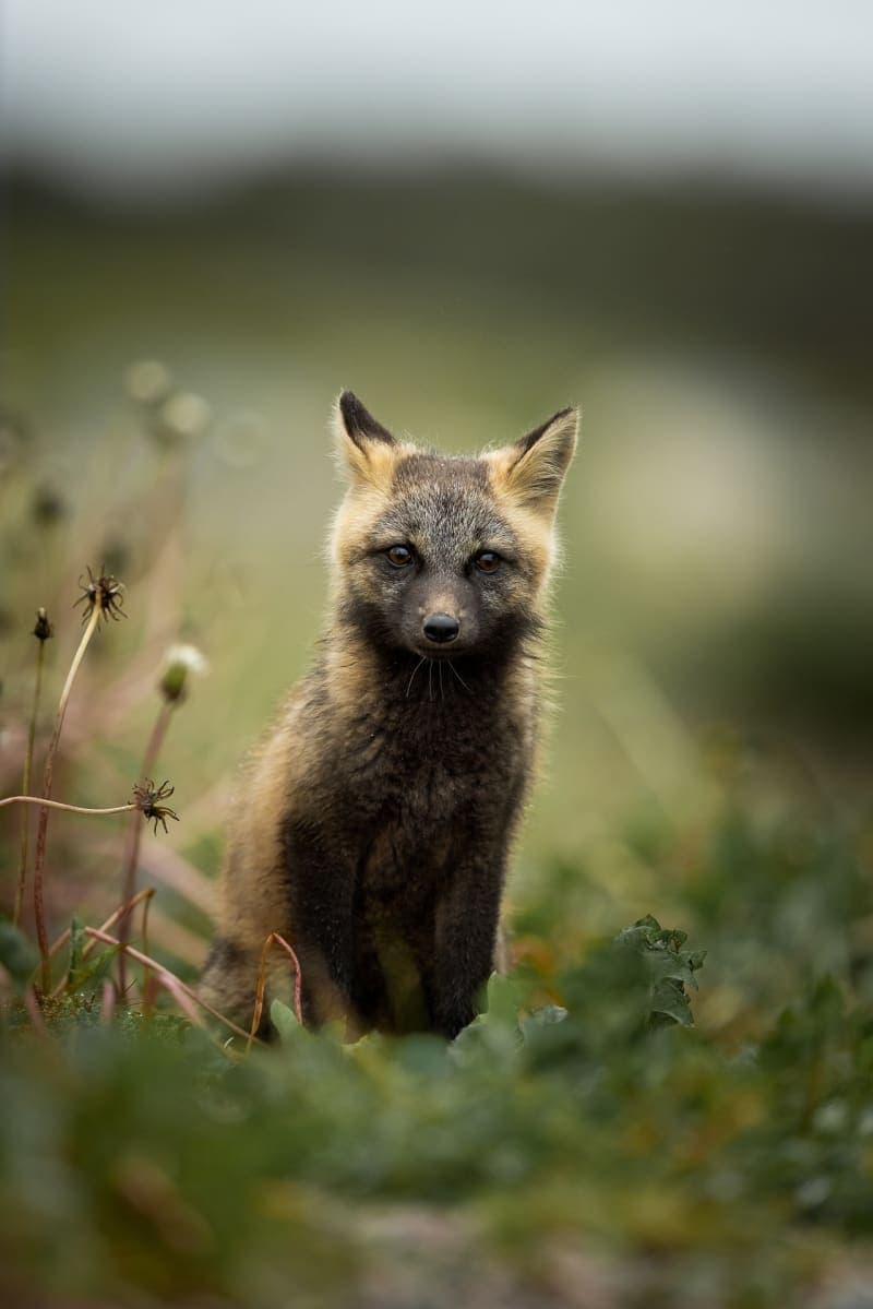 Photo de la série Renards