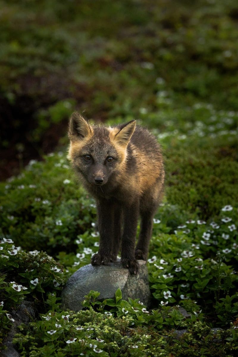 Photo de la série Renards